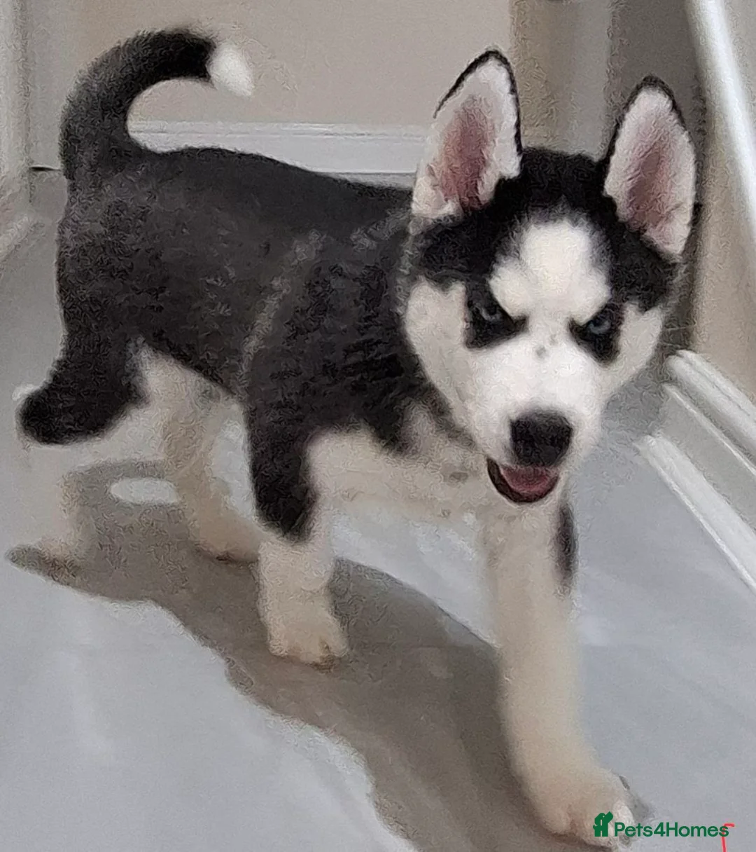 Siberian Husky dogs for sale: Siberian Huskies- BIG and WOOLY (4 Female, 1 Male) - Advert 20