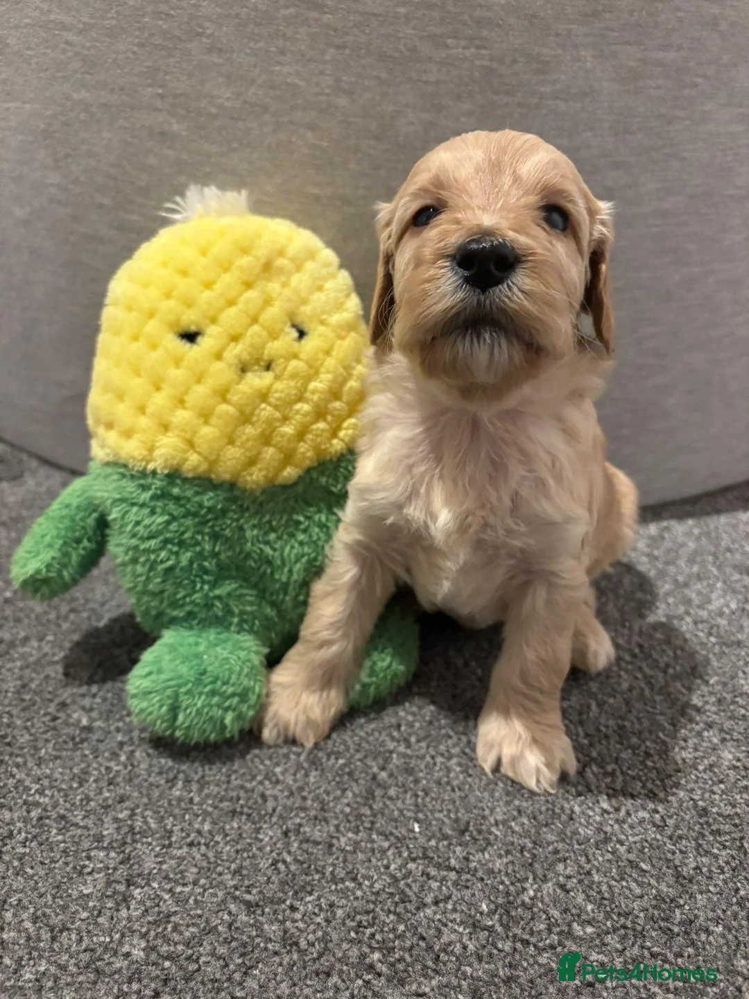 Cockapoo dogs for sale: Cockapoo Puppies - Advert 17