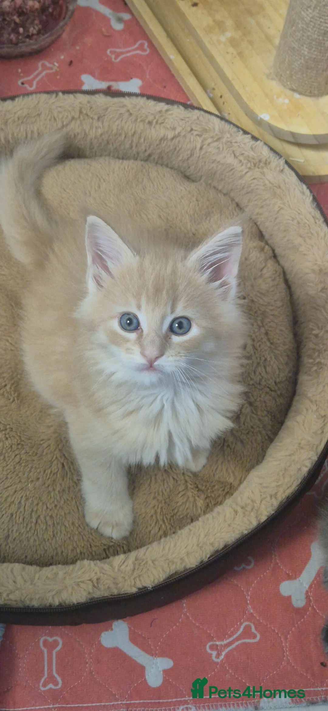 Maine Coon cats for sale: Maine Coon kittens  - Advert 5