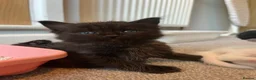 British Longhair cats for sale: 2 black boy kittens and 1 black girl  - Advert 3
