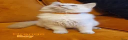 Ragdoll cats for sale: Ragdoll Kittens Ready For Forever Homes - Advert 30