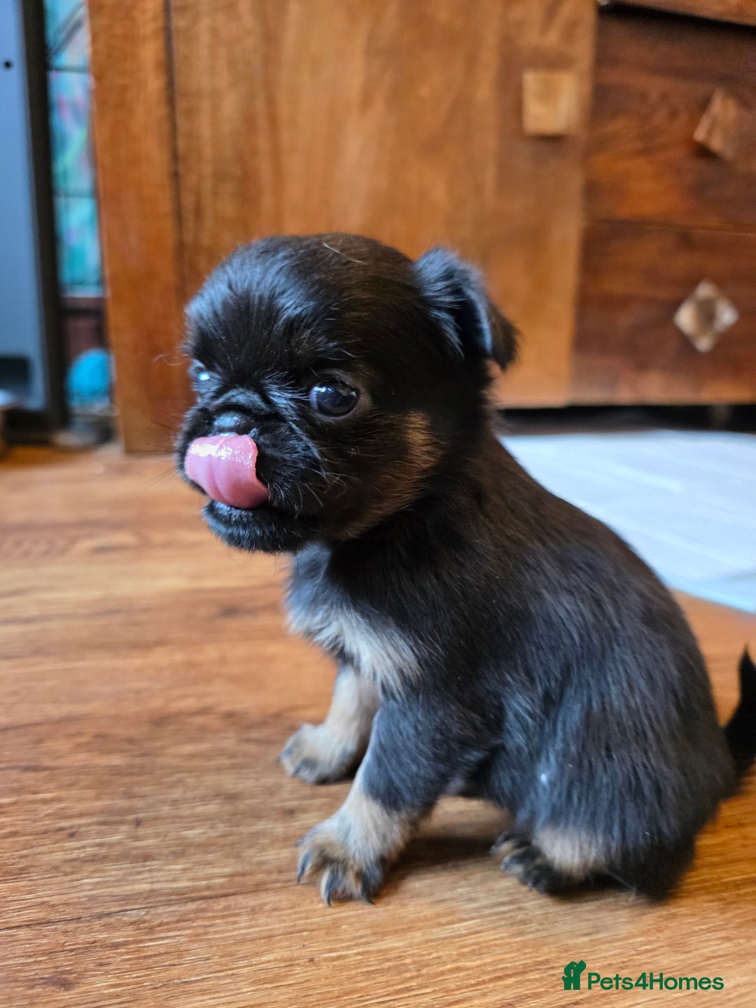 Griffon Bruxellois dogs for sale: KC Registered Rough Brussels Griffon  - Advert 19