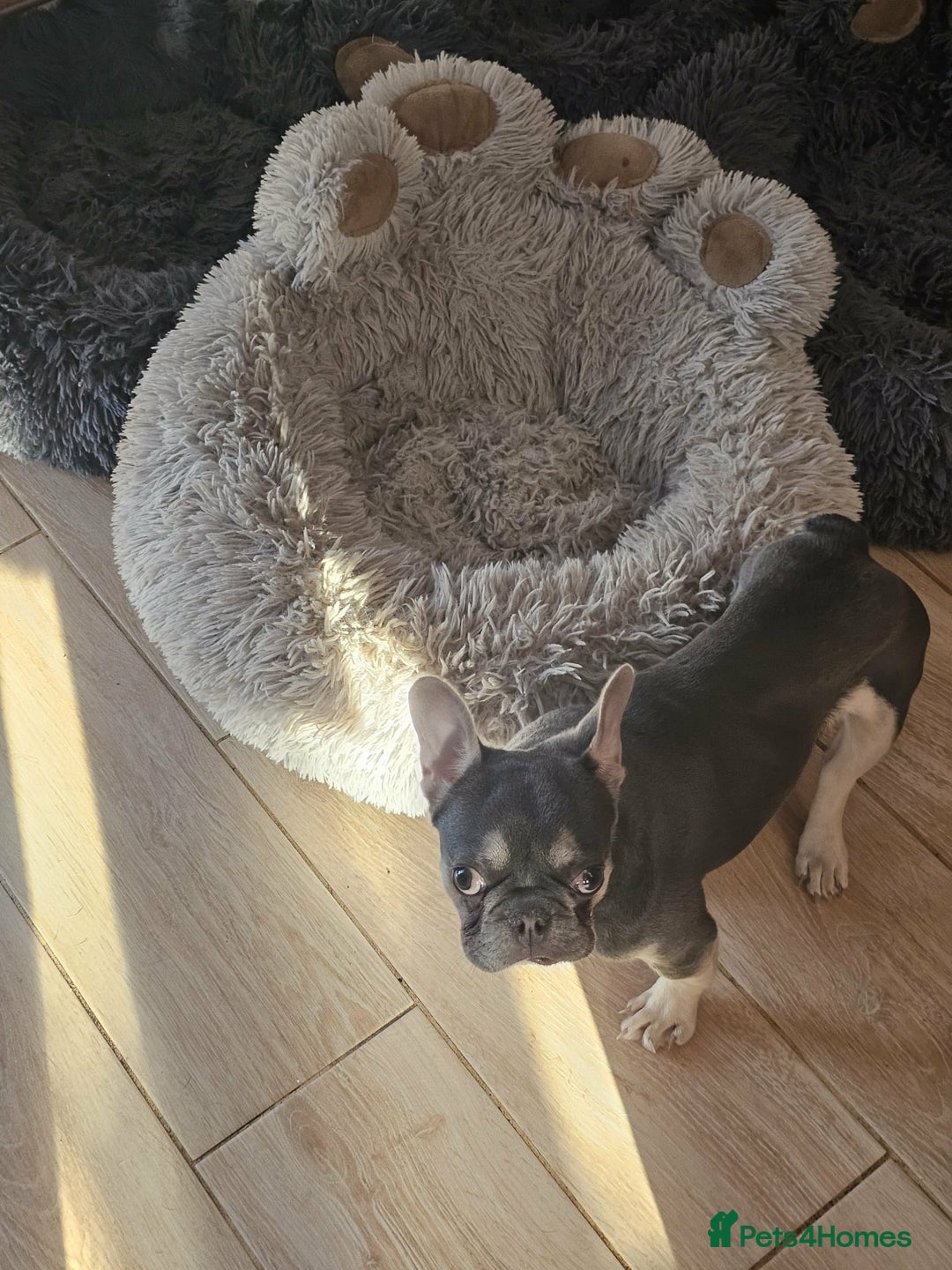 French Bulldog dogs for sale: 6 Month Old French Bulldog Looking for a Home - Advert 4