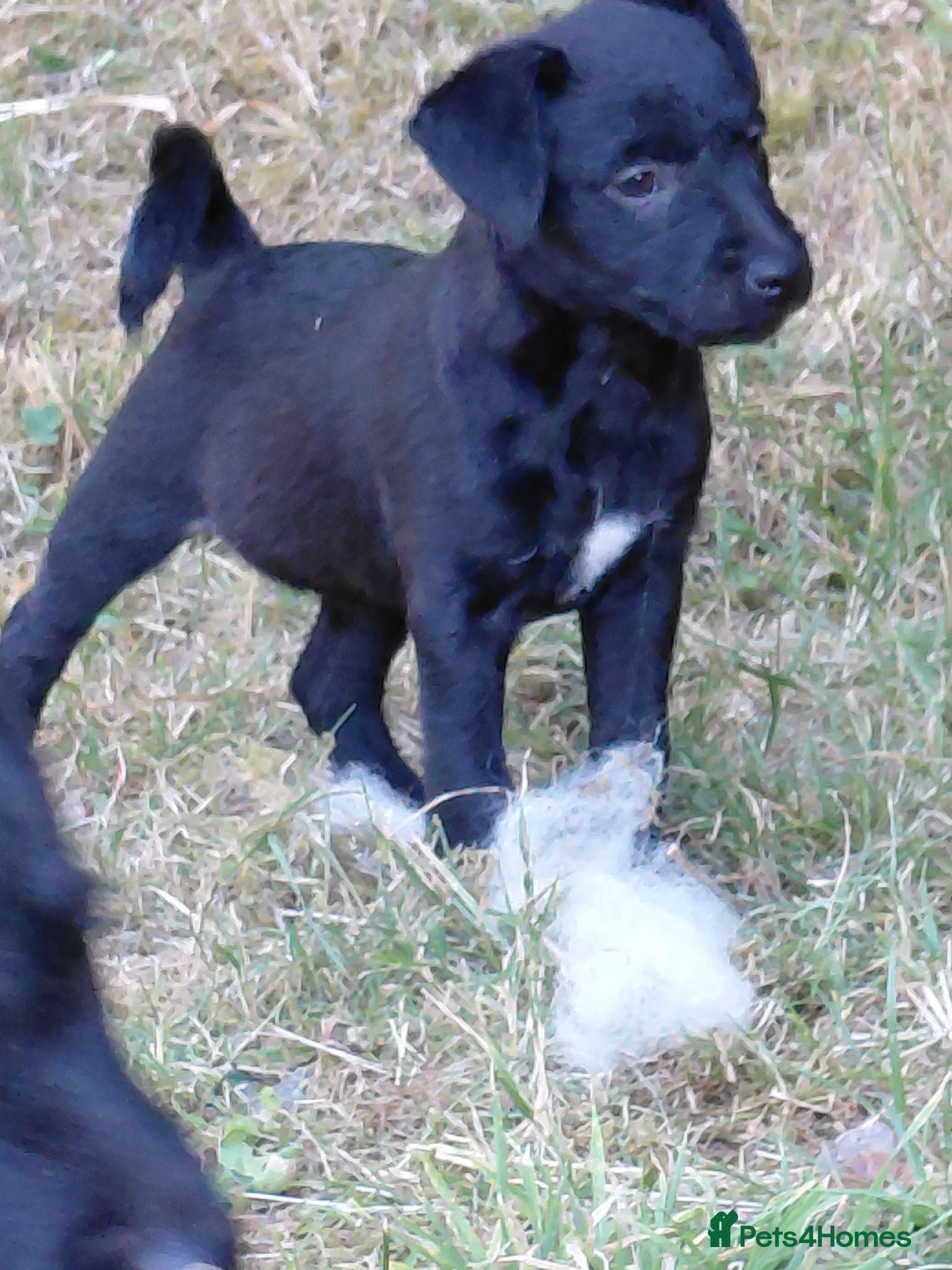 Patterdale Terrier dogs 2x Patterdale puppies - female - available now - Advert 3