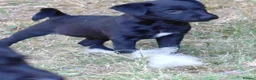 Patterdale Terrier dogs for sale: 2x Patterdale puppies - female - available now - Advert 1