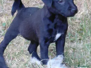 Patterdale Terrier dogs 2x Patterdale puppies - female - available now - Advert 3