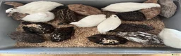 Quail poultry for sale: Coturnix quail  in Liskeard - Advert 1