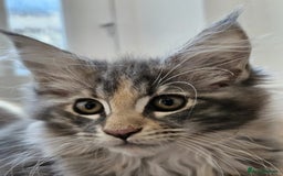 Maine Coon cats for sale: XL Maine Coon kittens - Image 18