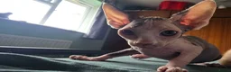 Sphynx cats for sale: Sphynx / Devon Rex Mix Kittens Ready Homes - Advert 36