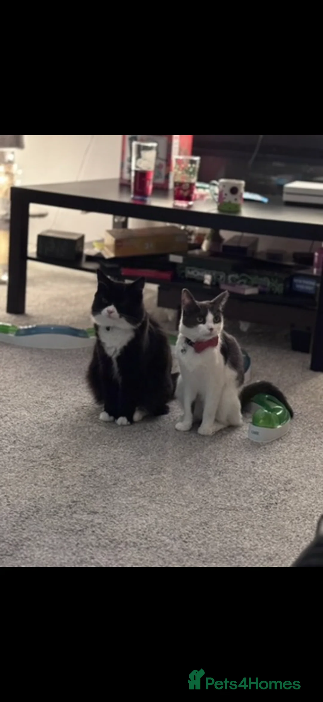 Mixed Breed cats for sale: 4 beautiful kittens  in Portsmouth - Advert 1