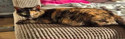 Mixed Breed cats for adoption: Emilie for adoption in Waterlooville - Advert 1