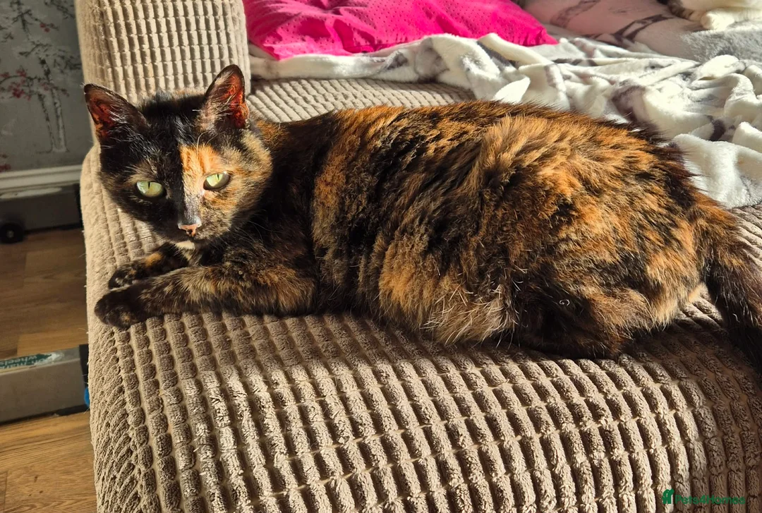 Mixed Breed cats for adoption: Emilie for adoption in Waterlooville - Advert 1