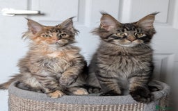 Maine Coon cats for sale: Maine coon kittens, Tica registered  - Image 25