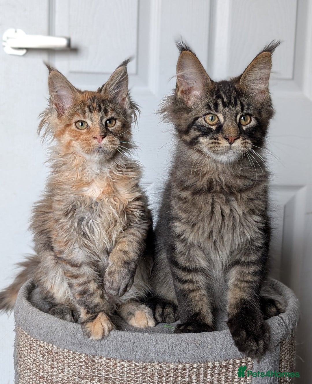 Maine Coon cats for sale: Maine coon kittens, Tica registered  - Image 25