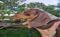 Dachshund dogs for sale: Standard Dachshund Show-quality Puppies - Image 10
