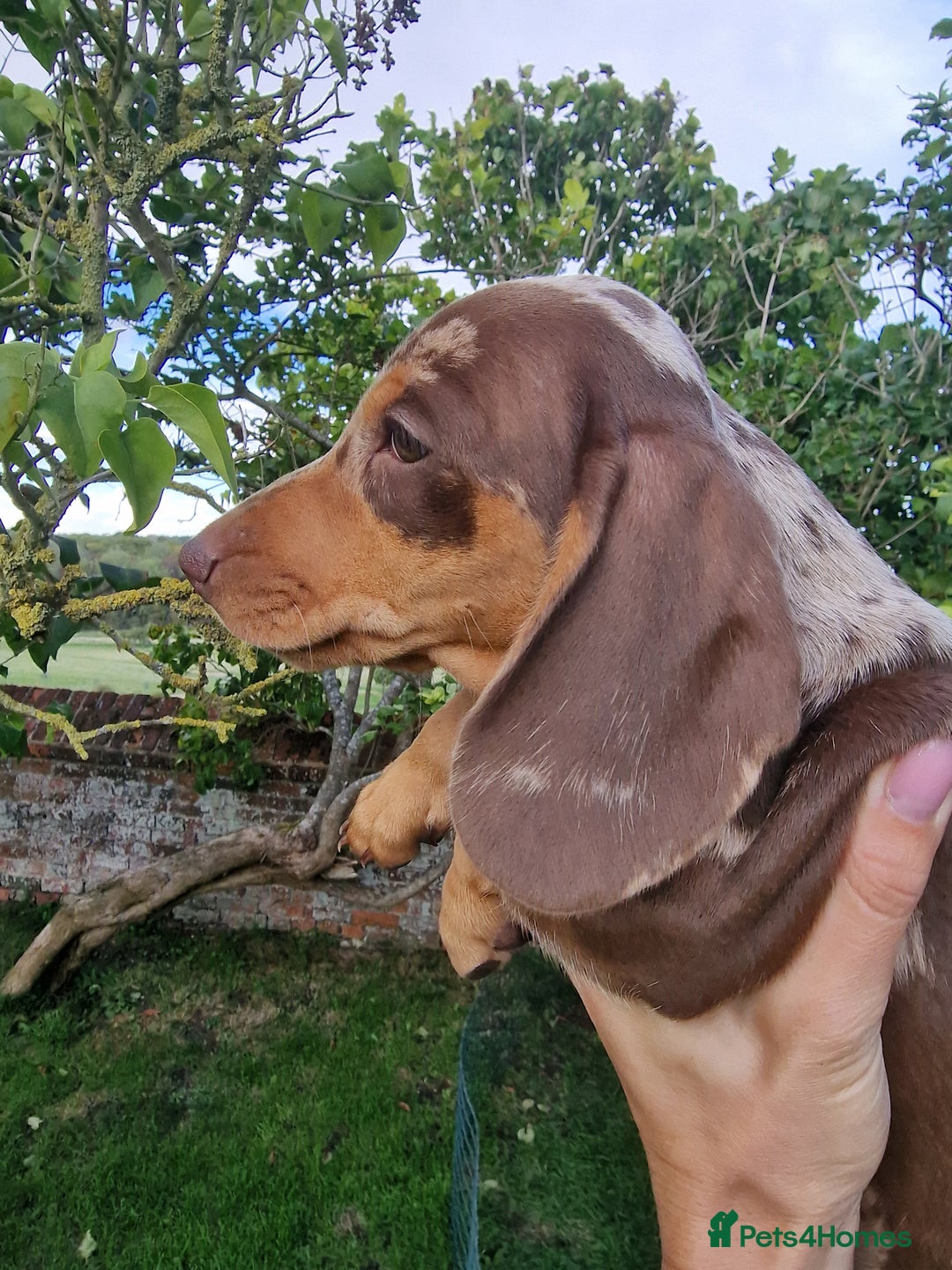 Dachshund dogs for sale: Standard Dachshund Show-quality Puppies - Image 10