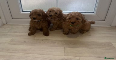 Poochon dogs - Advert 13