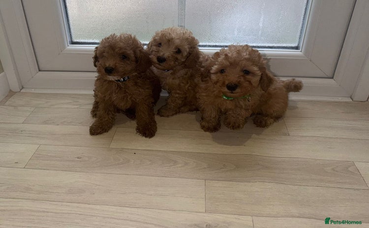 Poochon dogs - Advert 1