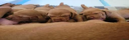 Hungarian Vizsla dogs for sale: Hungarian vizsla KC puppies for sale in Peterlee - Advert 9