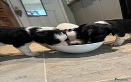 Sprollie dogs for sale: Litter of 9 sprollie pups available! in Preston - Image 1