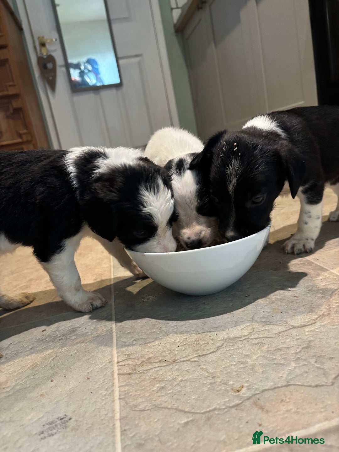 Sprollie dogs for sale: Litter of 9 sprollie pups available! in Preston - Image 1