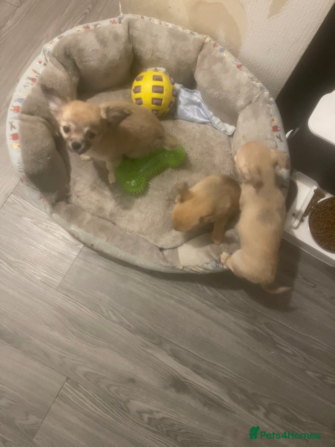 Chihuahua dogs for sale: Beautiful cream puppies for sale  - Advert 2