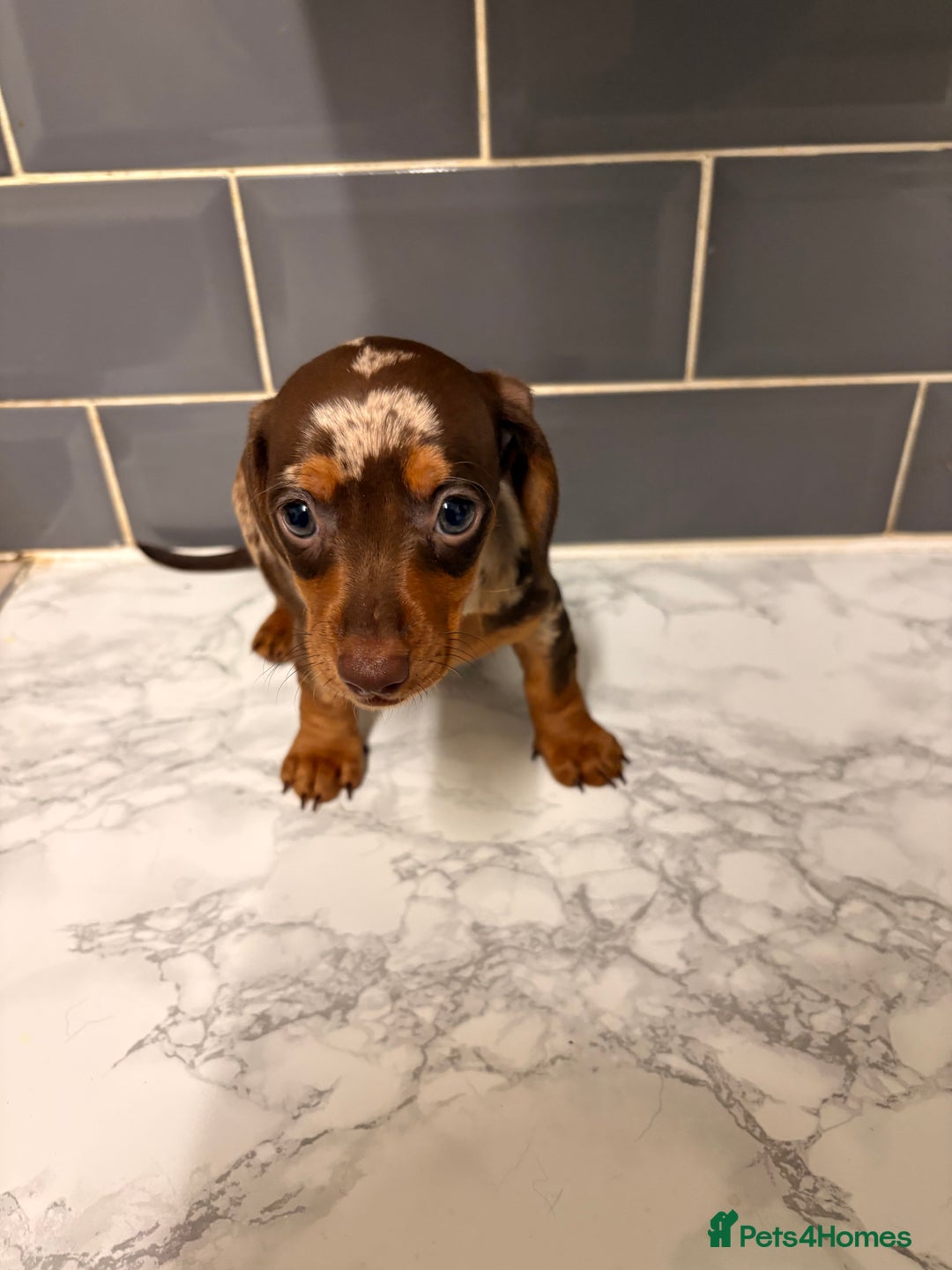 Dachshund dogs for sale: READY TO LEAVE -Beautiful Dachshund puppies - Advert 15