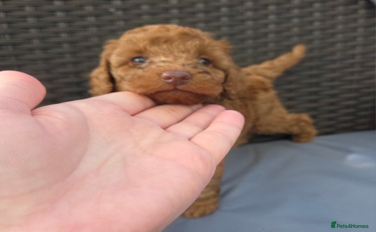 Cockapoo dogs - Advert 1