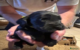 Cockapoo dogs for sale: Cockapoos puppies  - Image 21