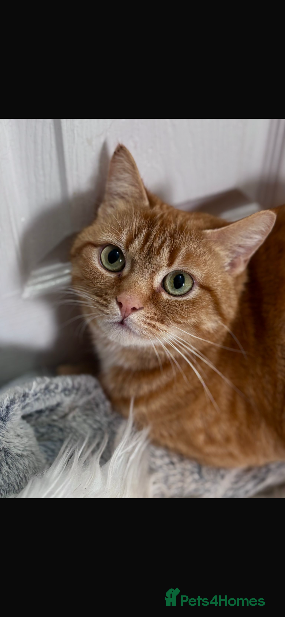 Mixed Breed cats Cat for sale - Advert 1