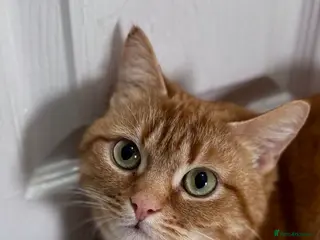 Mixed Breed cats Cat for sale - Advert 1