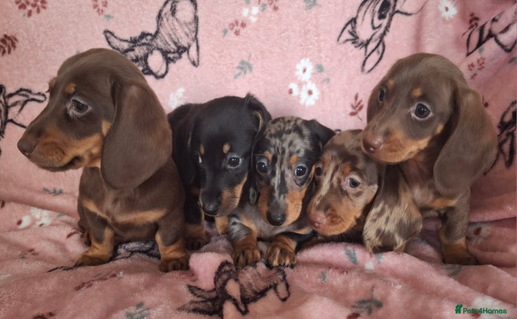 Dachshund dogs - Advert 6