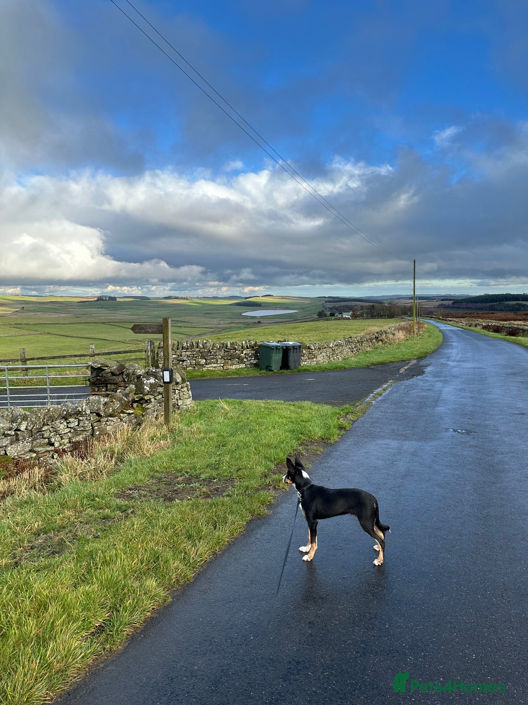 Border Collie dogs for sale: Tri Colour Smooth Fur Collie (MALE) For Sale - Advert 13