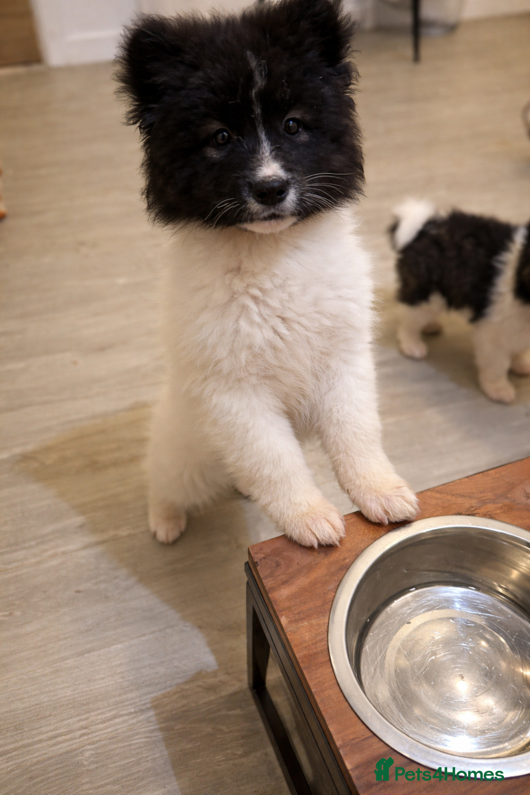 Akita dogs for sale: Quality Family Raised American Akita Puppies - Advert 23