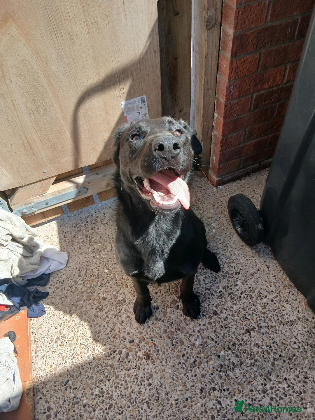 Sheprador dogs for sale: 8 month old labradore cross german shepherd  - Advert 2