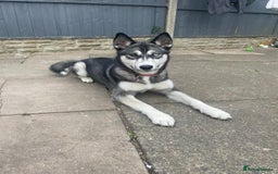 Siberian Husky dogs for sale: 6 month female husky  - Image 2