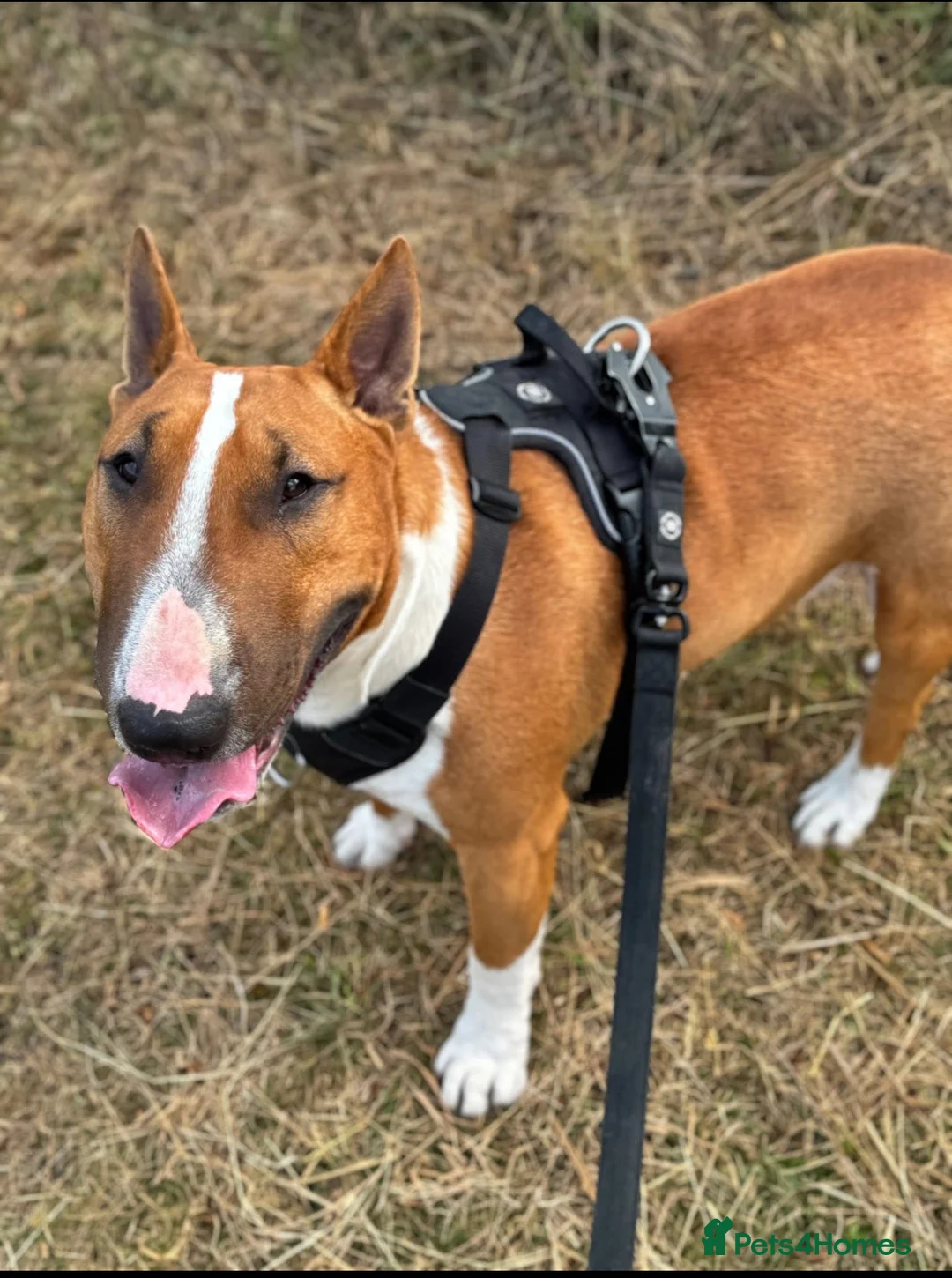 English Bull Terrier dogs for stud: Unproven Red Stud No Fee - Advert 2