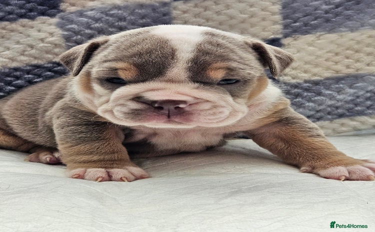 English Bulldog dogs - Advert 1