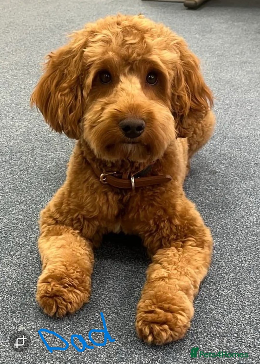 Cockapoo dogs for sale: Gorgeous cockapoo puppies, 2 boys and 2 girls - Advert 30