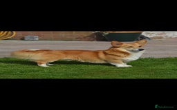 Welsh Corgi Pembroke dogs for stud: Well proven quality corgi for stud duties. in Southport - Image 1