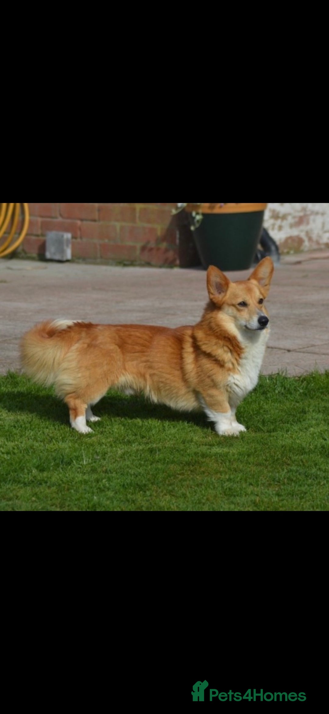 Welsh Corgi Pembroke dogs for stud: Well proven quality corgi for stud duties. in Southport - Image 1