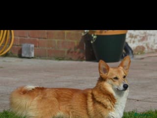 Welsh Corgi Pembroke dogs Well proven quality corgi for stud duties. in Southport - Advert 1
