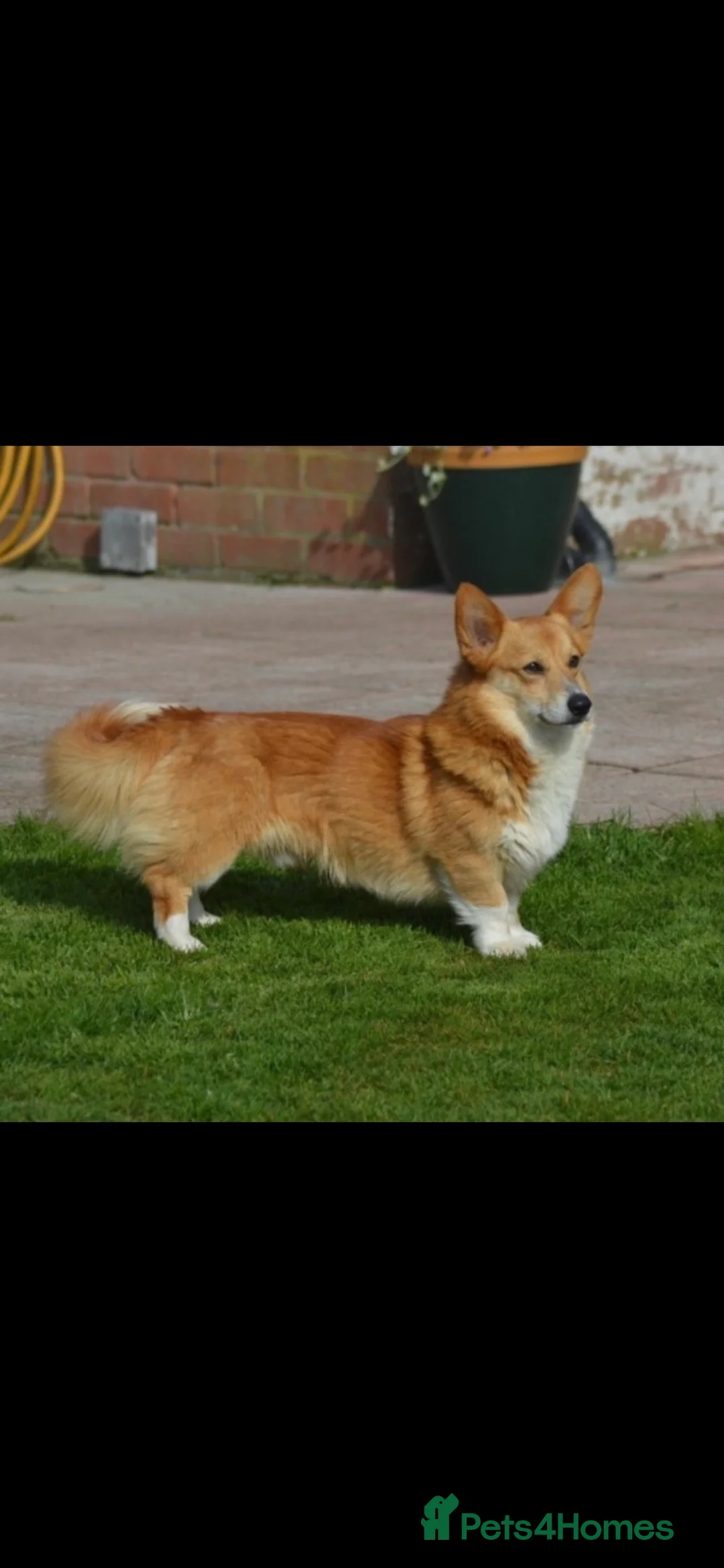 Welsh Corgi Pembroke dogs for stud: Well proven quality corgi for stud duties. in Southport - Advert 1