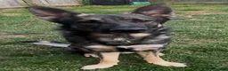 German Shepherd dogs for sale: German Shepard male  in Lincoln - Advert 2