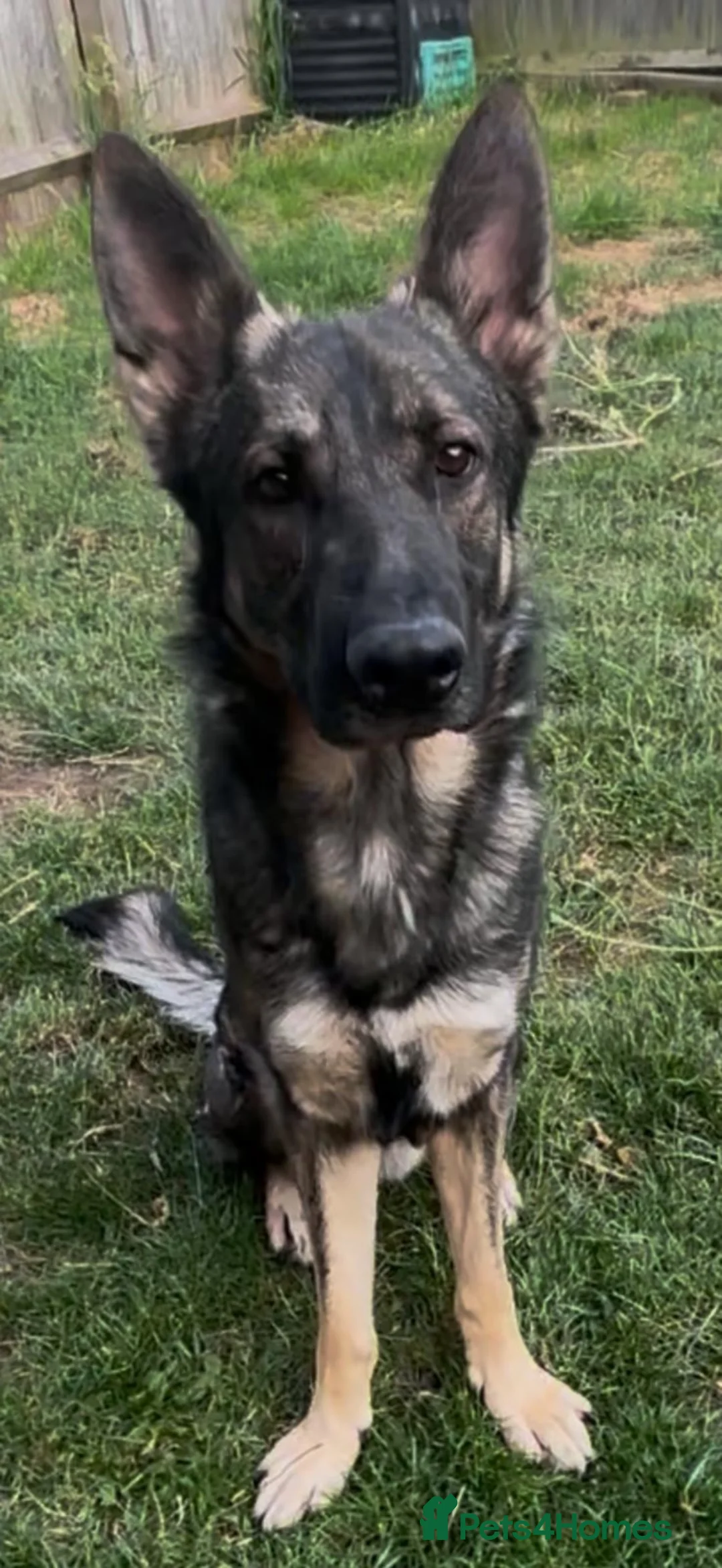 German Shepherd dogs for sale: German Shepard male  in Lincoln - Advert 2
