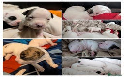 American Bulldog dogs for sale: Johnson American bulldog pups (ready to leave)  - Image 8