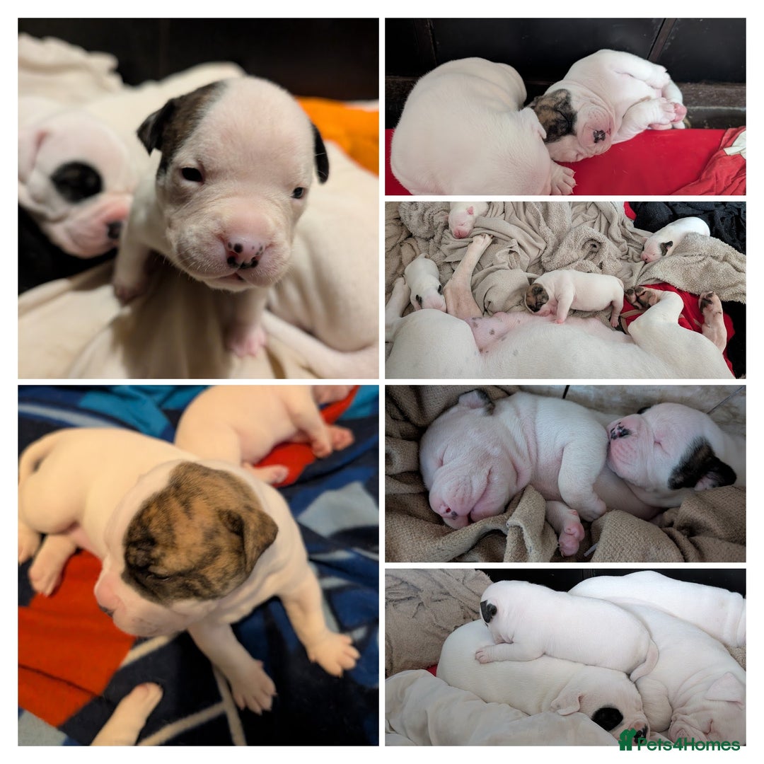 American Bulldog dogs for sale: Johnson American bulldog pups (ready to leave)  - Image 8