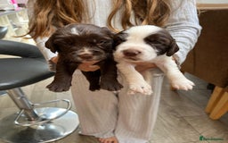 Cocker Spaniel dogs for sale: Beautiful working cocker spaniels  - Image 8