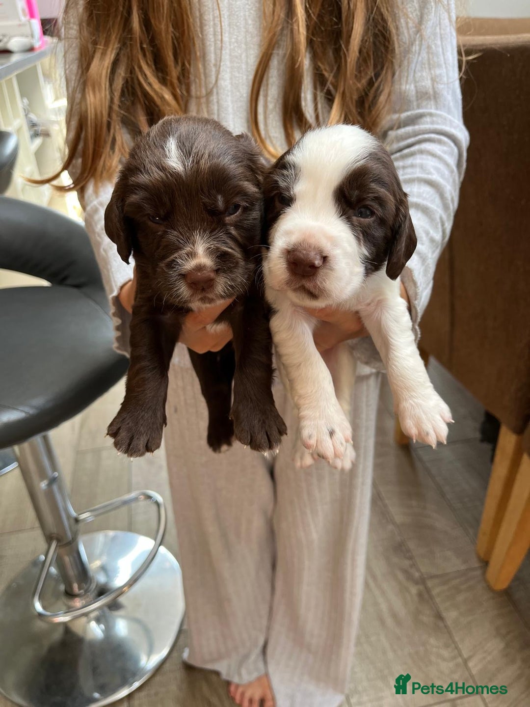 Cocker Spaniel dogs for sale: Beautiful working cocker spaniels  - Image 8