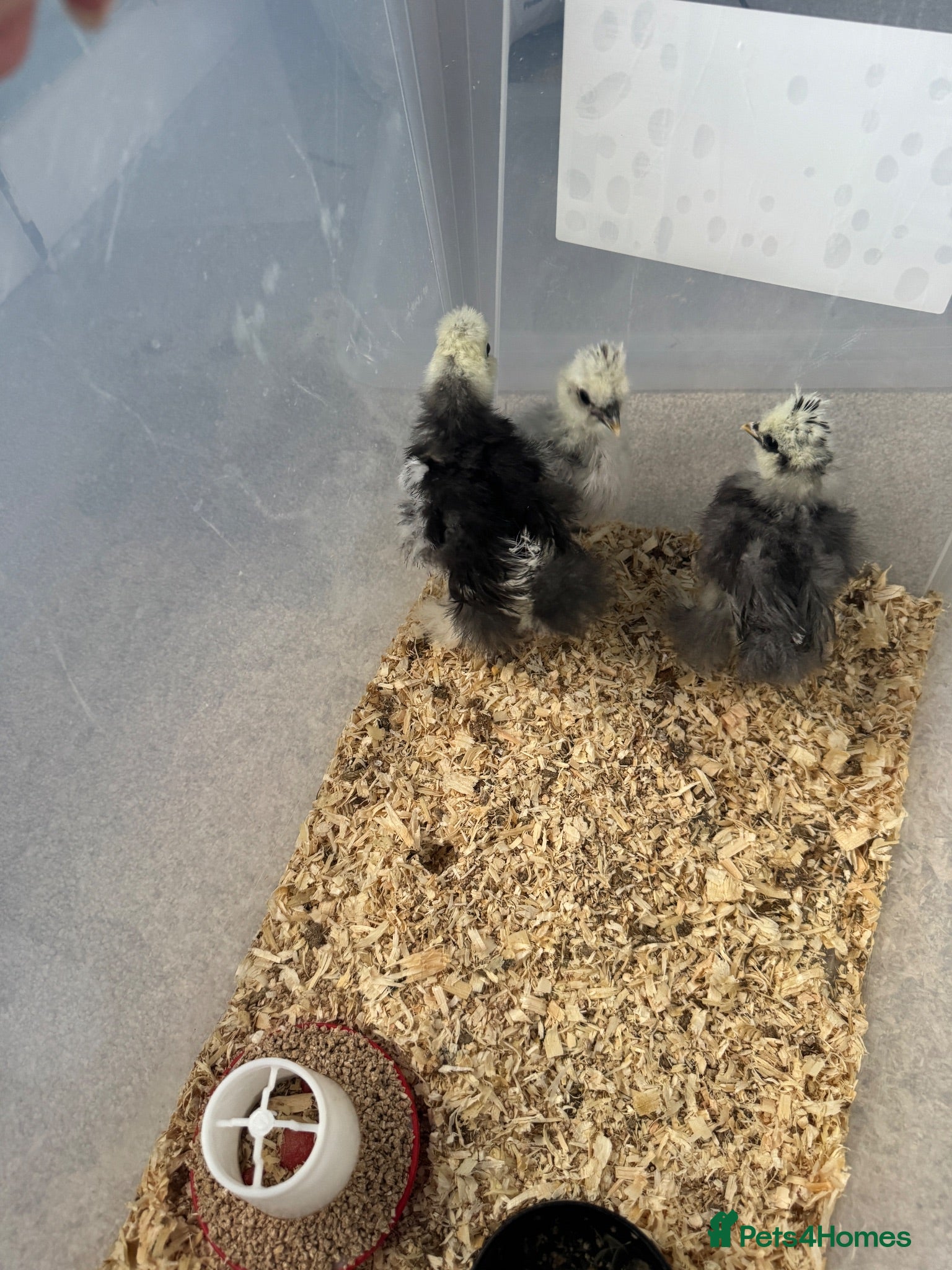 Chickens poultry Two show type bearded silkies  - Advert 2